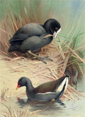 archibald thorburn a coot moorhen and baillons crake A4 Photo Print