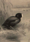archibald thorburn a coot A4 Photo Print