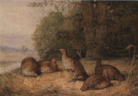 archibald thorburn a covey of english partridge A4 Photo Print