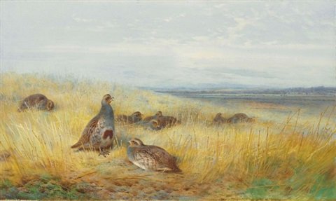archibald thorburn a covey of grey partridge amongst stubble A4 Photo Print