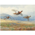 archibald thorburn a covey of grouse in flight A4 Photo Print
