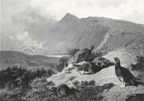 archibald thorburn a covey of nine red grouse bathing in the sun a storm brewing A4 Photo Print