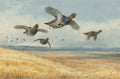 archibald thorburn a covey of partridge in flight over a field of corn A4 Photo Print