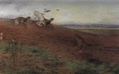 archibald thorburn a covey of partridge in flight A4 Photo Print
