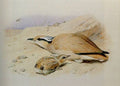 archibald thorburn a cream coloured courser A4 Photo Print