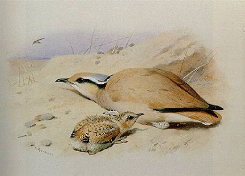archibald thorburn a cream coloured courser A4 Photo Print