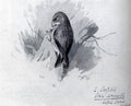 archibald thorburn a crossbill A4 Photo Print