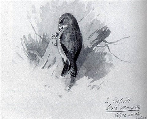 archibald thorburn a crossbill A4 Photo Print