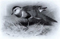 archibald thorburn a dotterel A4 Photo Print