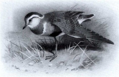 archibald thorburn a dotterel A4 Photo Print