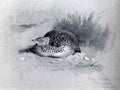 archibald thorburn a european bush quail A4 Photo Print