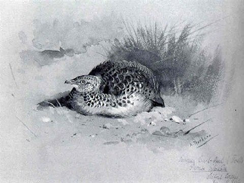 archibald thorburn a european bush quail A4 Photo Print
