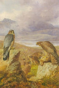 archibald thorburn a family of merlins A4 Photo Print