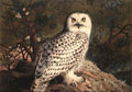 archibald thorburn a female snowy owl A4 Photo Print