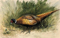 archibald thorburn a foraging pheasant A4 Photo Print