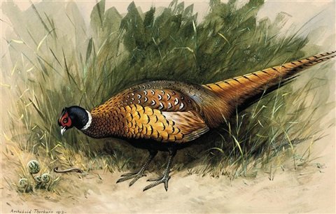 archibald thorburn a foraging pheasant A4 Photo Print