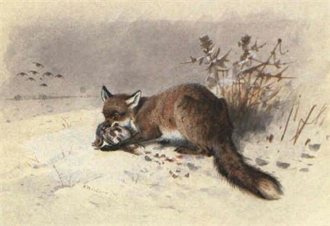 archibald thorburn a fox in the snow A4 Photo Print