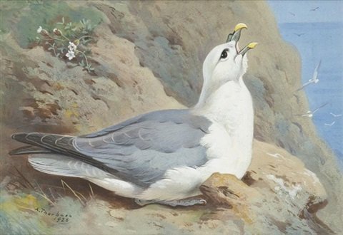 archibald thorburn a fulmar petrel A4 Photo Print