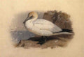 archibald thorburn a gannet A4 Photo Print