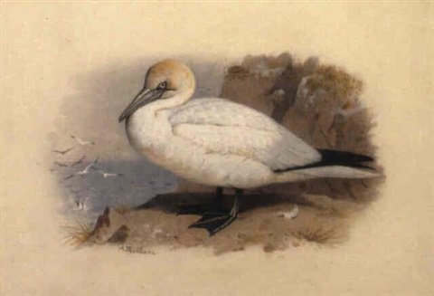 archibald thorburn a gannet A4 Photo Print