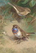 archibald thorburn a garden warbler and an arctic bluethroat A4 Photo Print