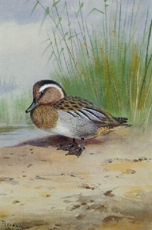 archibald thorburn a garganey A4 Photo Print