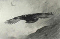 archibald thorburn a golden eagle in flight A4 Photo Print