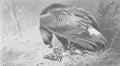 archibald thorburn a golden eagle on a rabbit A4 Photo Print