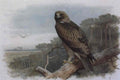 archibald thorburn a golden eagle perched in an scots pine A4 Photo Print