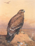 archibald thorburn a golden eagle perched on a sandy knoll A4 Photo Print