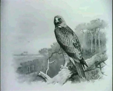 archibald thorburn a golden eagle A4 Photo Print