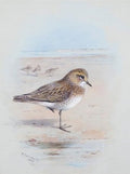 archibald thorburn a golden plover on the shore A4 Photo Print