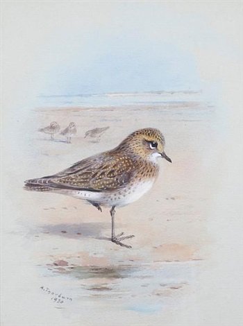 archibald thorburn a golden plover on the shore A4 Photo Print