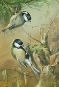 archibald thorburn a great tit and a coal tit A4 Photo Print