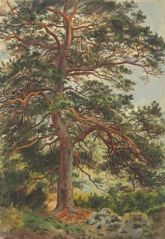 archibald thorburn a great tree rothiemurcus A4 Photo Print