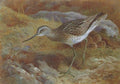archibald thorburn a green shank at the nest A4 Photo Print