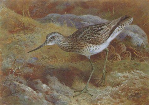 archibald thorburn a green shank at the nest A4 Photo Print