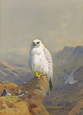 archibald thorburn a greenland falcon on a rocky outcrop A4 Photo Print