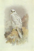 archibald thorburn a greenland falcon A4 Photo Print