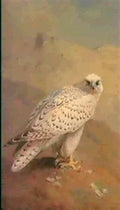 archibald thorburn a greenland or gyr falcon A4 Photo Print