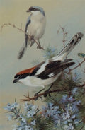archibald thorburn a grey backed shrike and a woodchat shrike A4 Photo Print