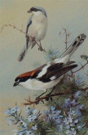 archibald thorburn a grey backed shrike and a woodchat shrike A4 Photo Print