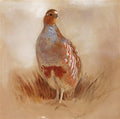 archibald thorburn a grey partridge in a landscape A4 Photo Print