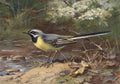 archibald thorburn a grey wagtail A4 Photo Print