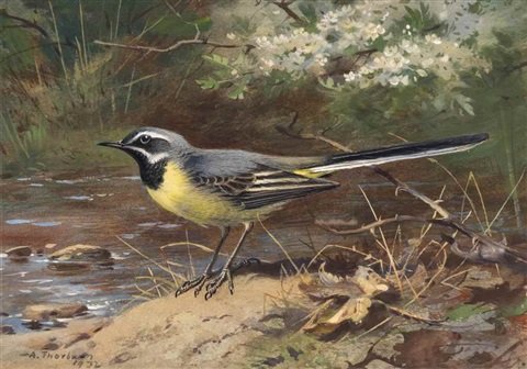 archibald thorburn a grey wagtail A4 Photo Print
