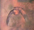 archibald thorburn a greyhen in flight A4 Photo Print