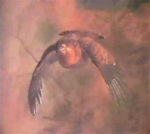 archibald thorburn a greyhen in flight A4 Photo Print