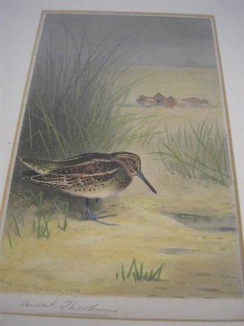 archibald thorburn a group of five coloured prints of game birds etc A4 Photo Print