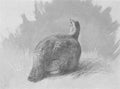 archibald thorburn a grouse A4 Photo Print