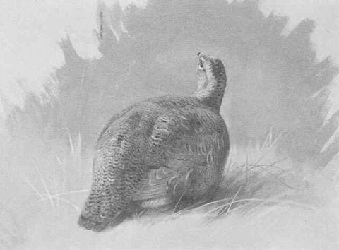 archibald thorburn a grouse A4 Photo Print